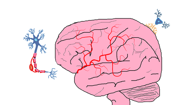 Why I love neuroscience